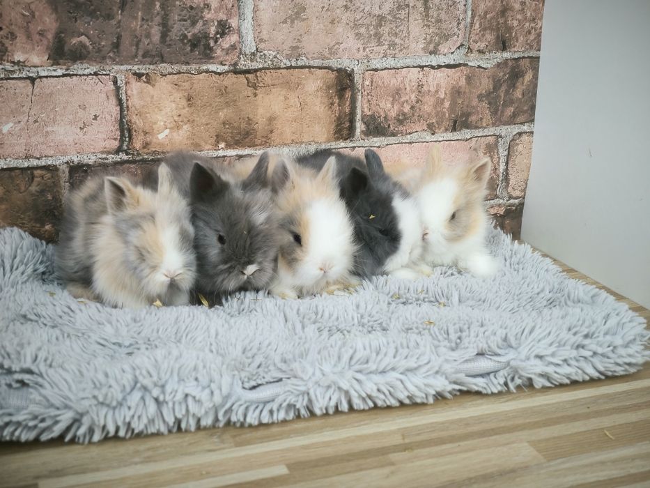 Króliczki karzełki Teddy mini króliki