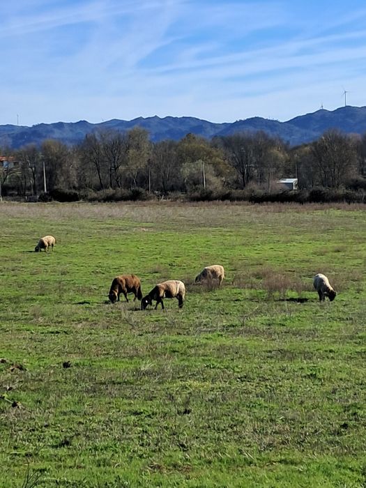 Ovelhas e borregas cruzadas sulfok