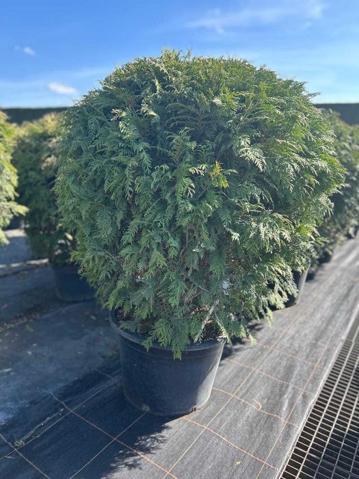 Duża okrągła tuja 100 cm