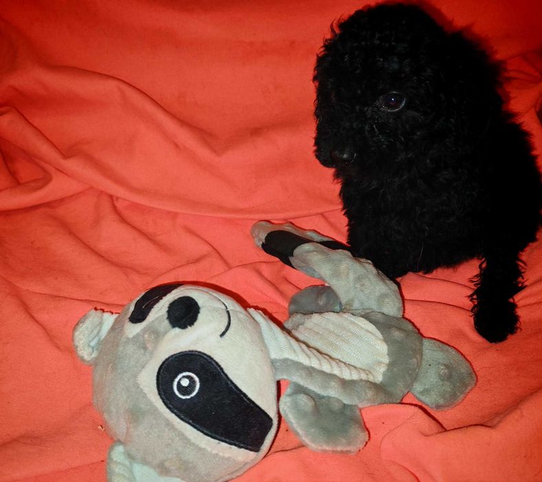 pudel miniaturowy czarny