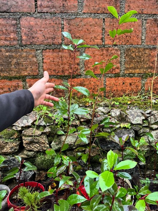 Photinias para sebes