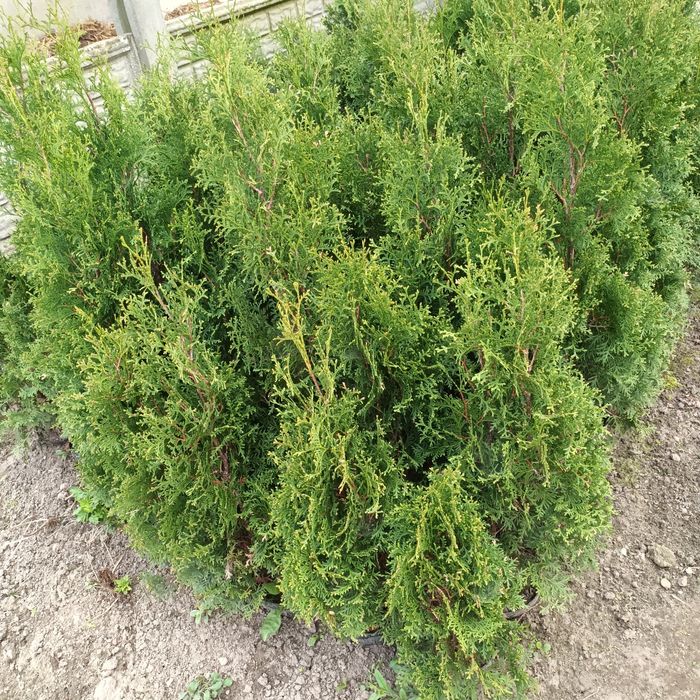 Thuja szmaragd do 140