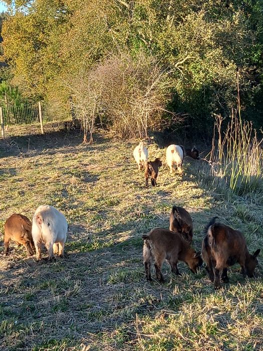 Cabritos anões machos