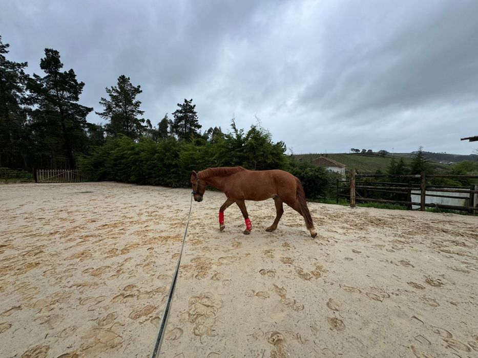 Cavalo Lazao castrado livro verde 8 anos