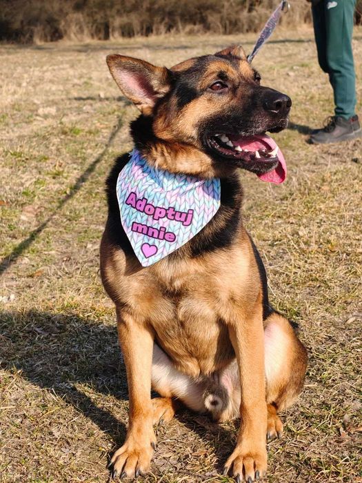 Grzesio czeka na swój dom