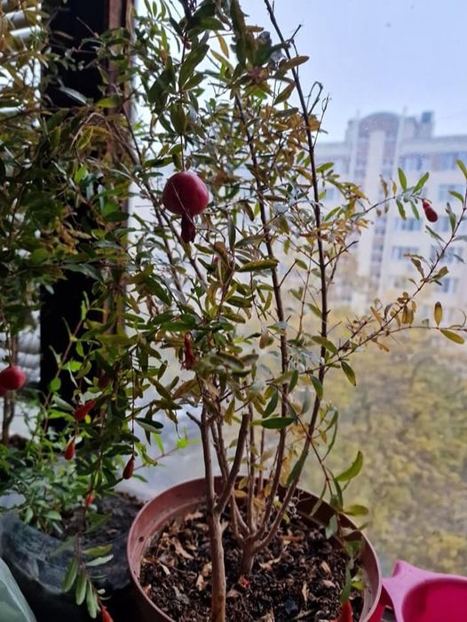 Саджанці Гранату кімнатного