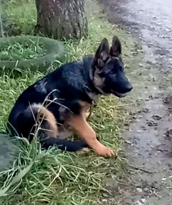 Яркая сука три месяца из питомника.