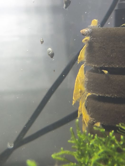 Krewetki Neocaridian yellow