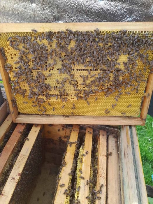 Бджолопакети карпатка