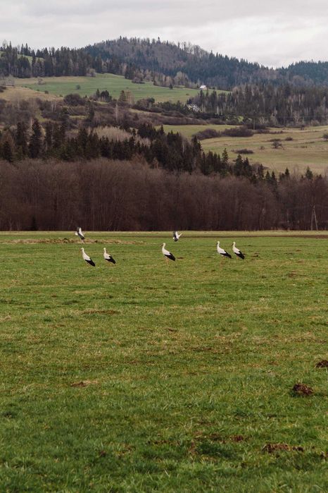 Wynajmę Nocleg Domek Drewniany w Górach z Jacuzzi Sauna Kominek Narty