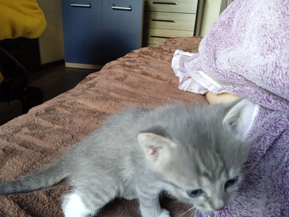 Кицька сямська з голубими очима