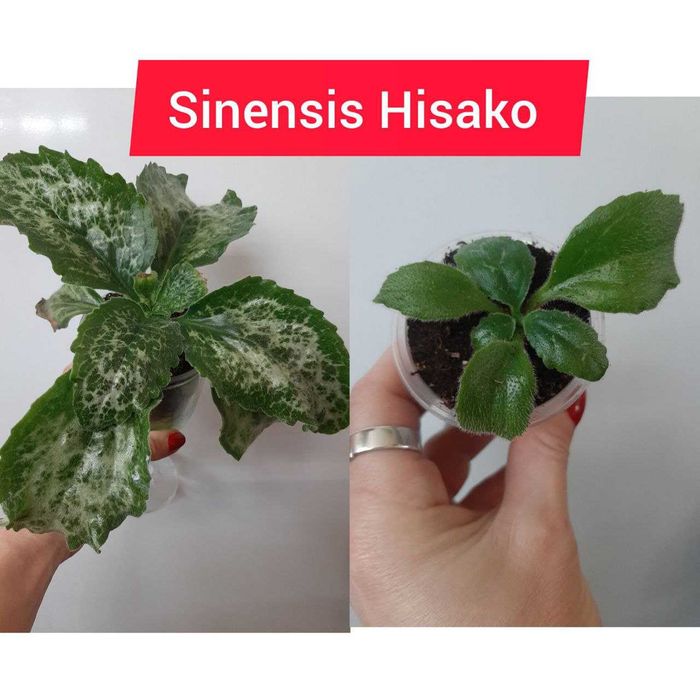 Хириты детки разные сорта