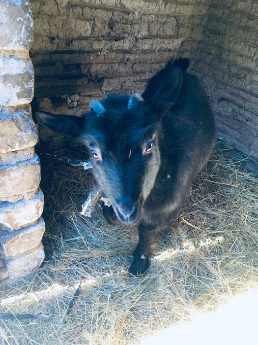 Козочку від молочноі мами