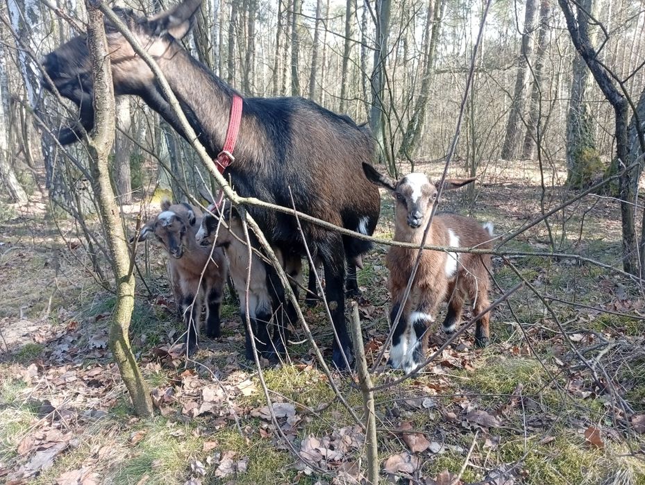 Kozioł anglonubijski,  alpejski