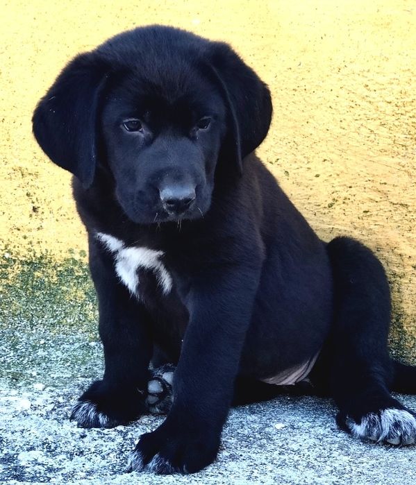 Mastin Espanhol Puro