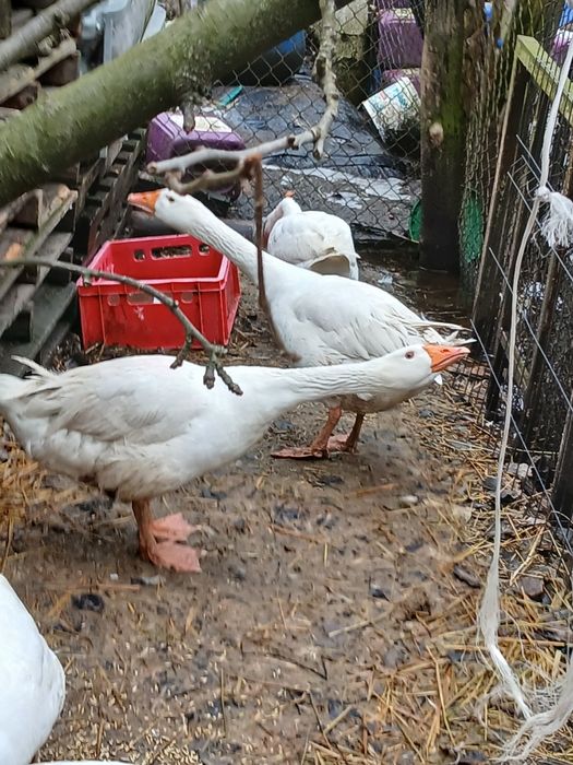Sprzedam gęsi i gęsiory.