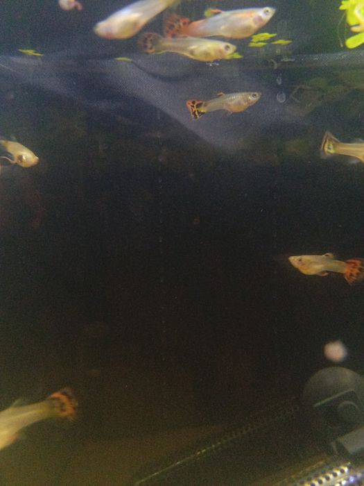 Guppies  sortido