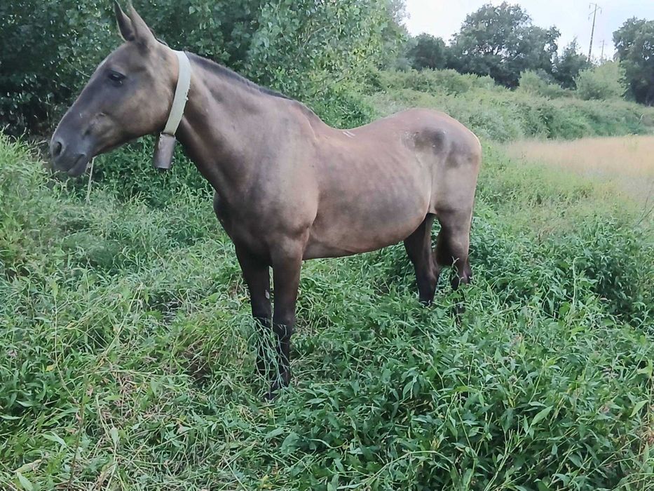 Vendo egua baia montada