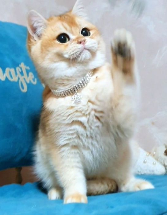 Золотой британский шиншилла ny12