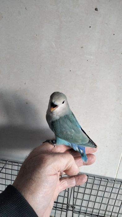 Agapornis e caturra  domésticados