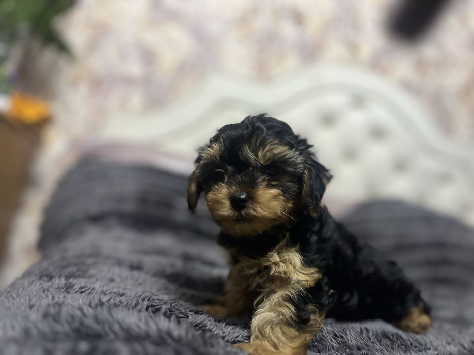 Чудові дітки йоркіпу готові до продажу