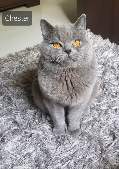 Kot brytyjski kocurek rezerwacja