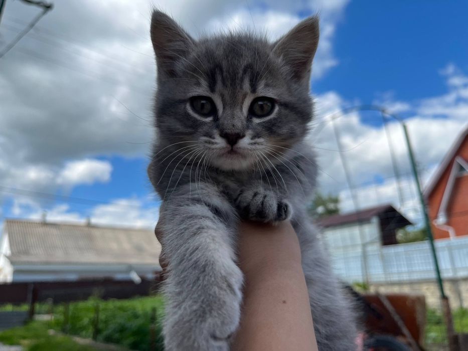 Грайливі милі кошенята