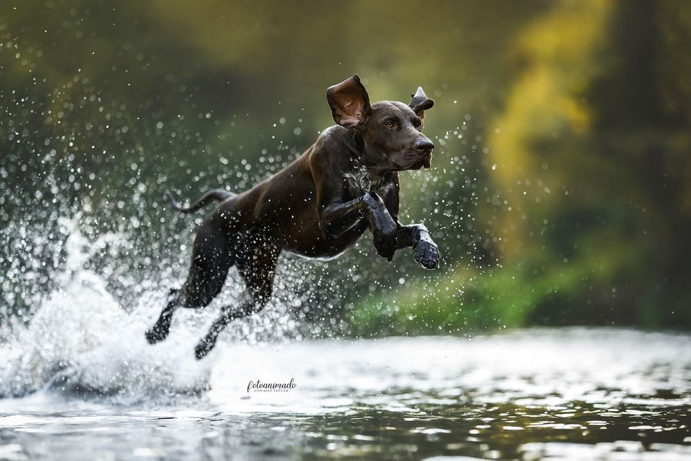 Wyżeł niemiecki krótkowłosy- szczeniaki  „Znad Odrzańskich Pól” FCI