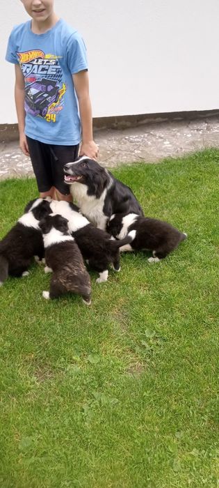 Border collie szczeniak piesek