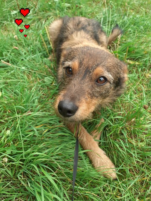 Urocza suczka do adopcji