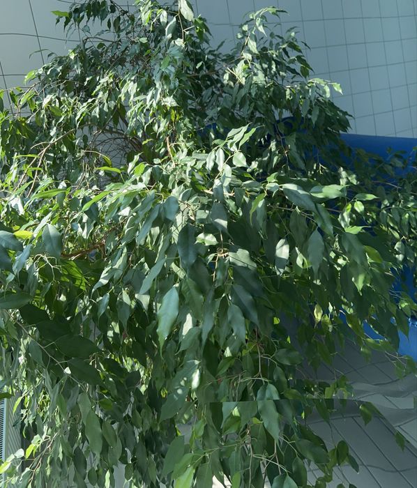 Sprzedam pieknego benjaminka