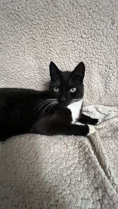 Gatinha para adoção
