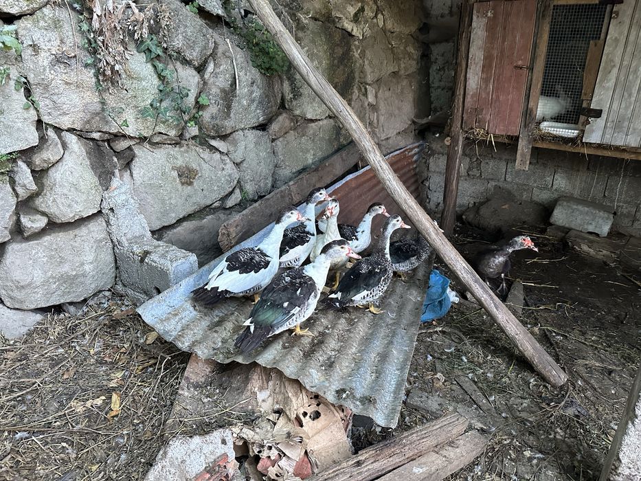 Vendo 4 patas e 1 pato mudo e 3 garnisos de boa raça