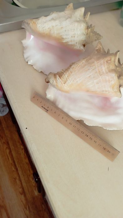 Продам большие ракушки и морскую звезду, самовывоз