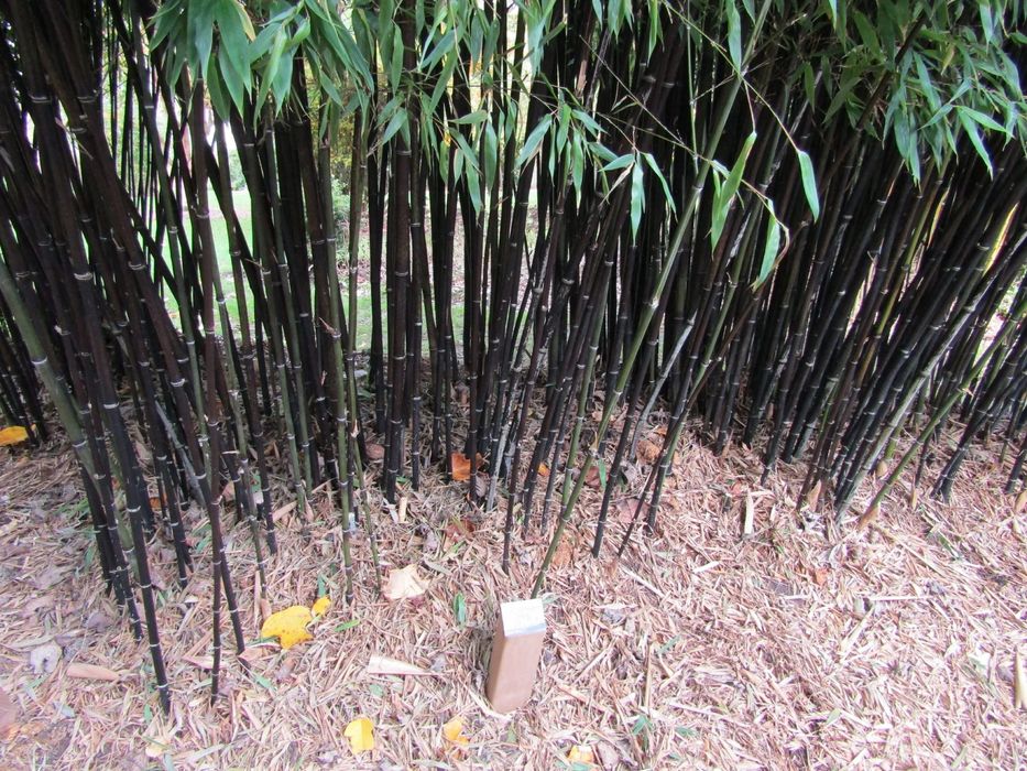 Bambu nigra (planta de bambu negra)