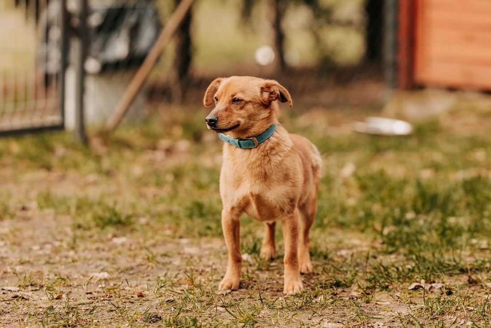 Uwielbiający wygrzewanie się na słońcu młodziutki Sunny szuka domu!!!