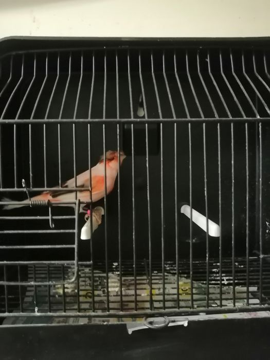 Canários arlequins português