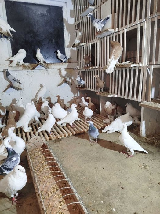 Gołębie Garłacze Pomorskie Kariery Rzeszowskie Niemiecki Wystawowy