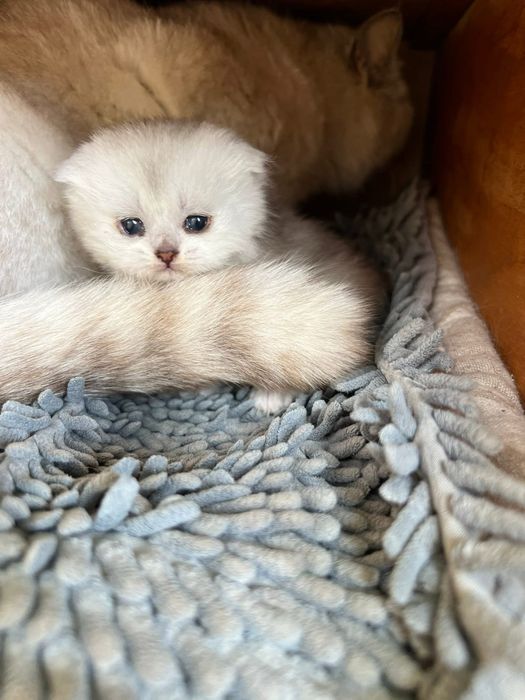 Котенята британської сріблястої шиншили.