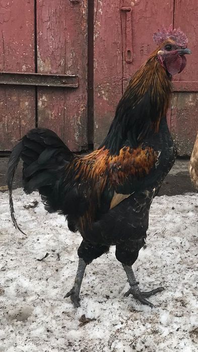 Прродам півники СіньСінь День і Орпінгтон