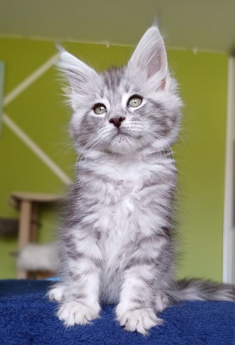 Maine Coon kotka ns22