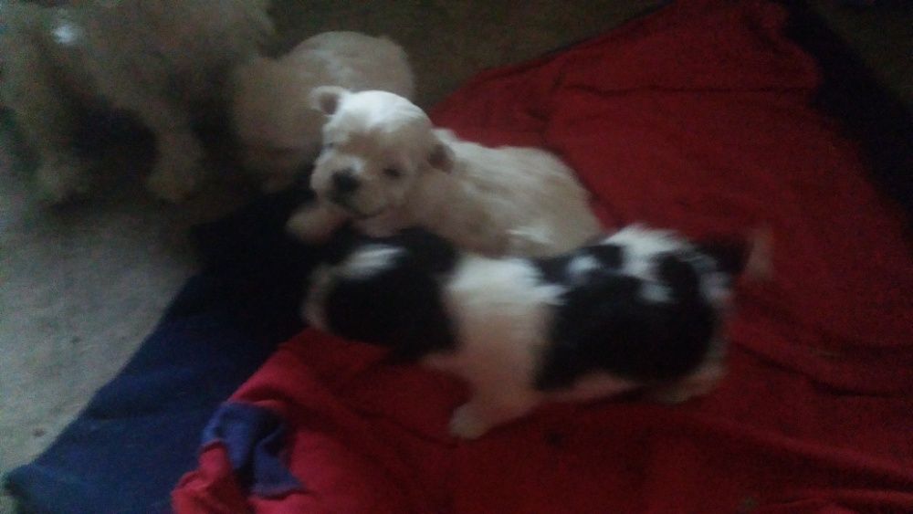 болонка мальтезе и пестрые