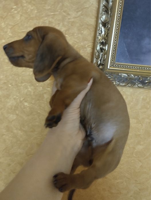 Продам цуценят Таксенят