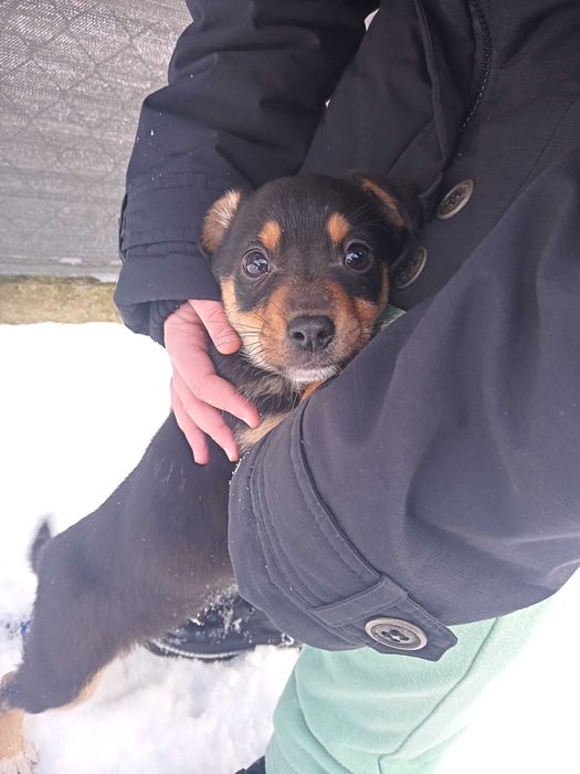 Szczeniak szuka domu!