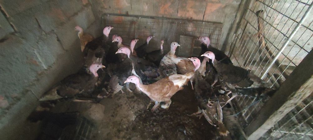 Ovos de perú caseiros e perús