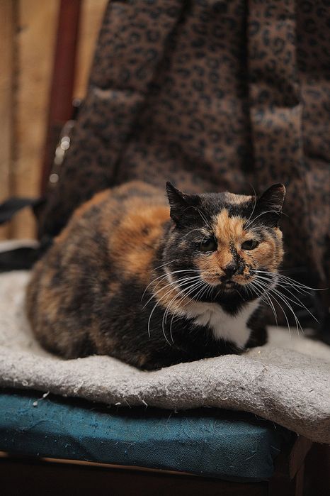 Кошечка Ромашка из приюта бесплатно