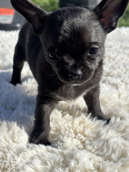 Chihuahua – piesek z rodowodem  Maleństwo