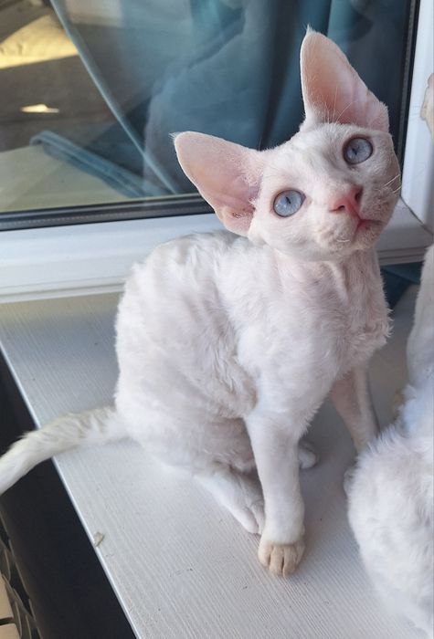 Devon rex śliczny kocurek