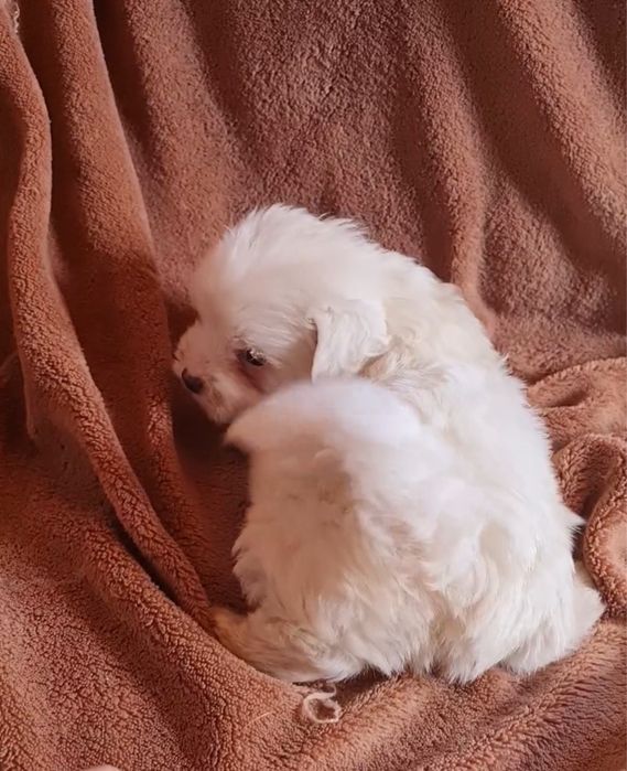 Excelente Bichon Maltes de Qualidade