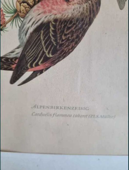 Czeczotki,dwa ptaki,ptaszki,litografia z 1953 r.